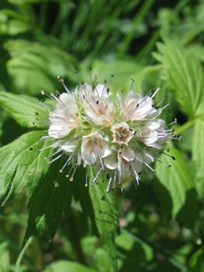 Hydrophyllum fendleri